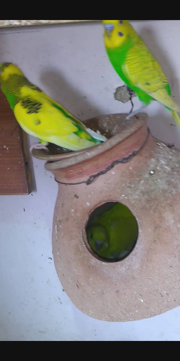 Budgies breeder pair||Australian parrot||read description for details 1