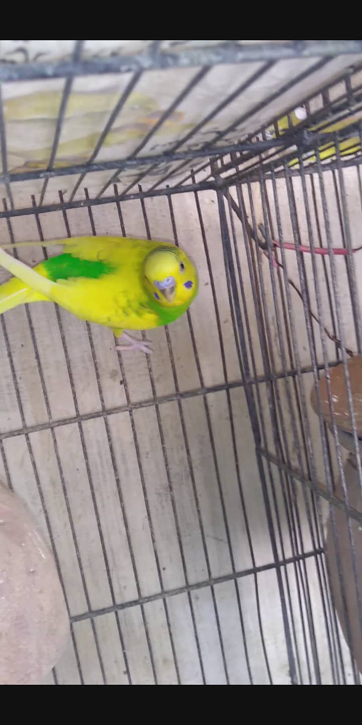 Budgies breeder pair||Australian parrot||read description for details 4