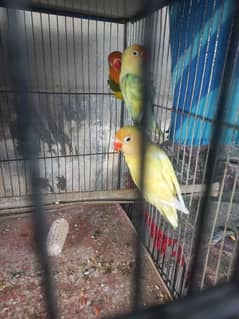 3 Pcs Female Parrots for Sale