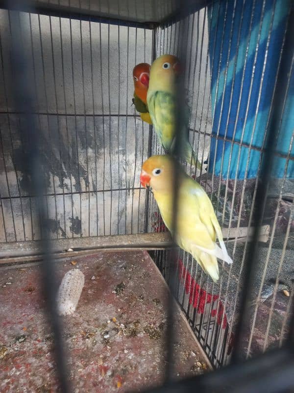 3 Pcs Female Parrots for Sale 0