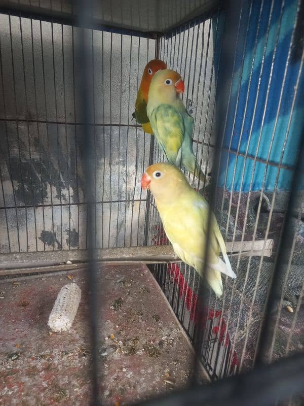 3 Pcs Female Parrots for Sale 1