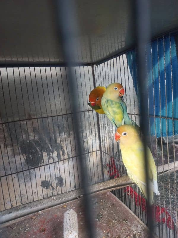 3 Pcs Female Parrots for Sale 2