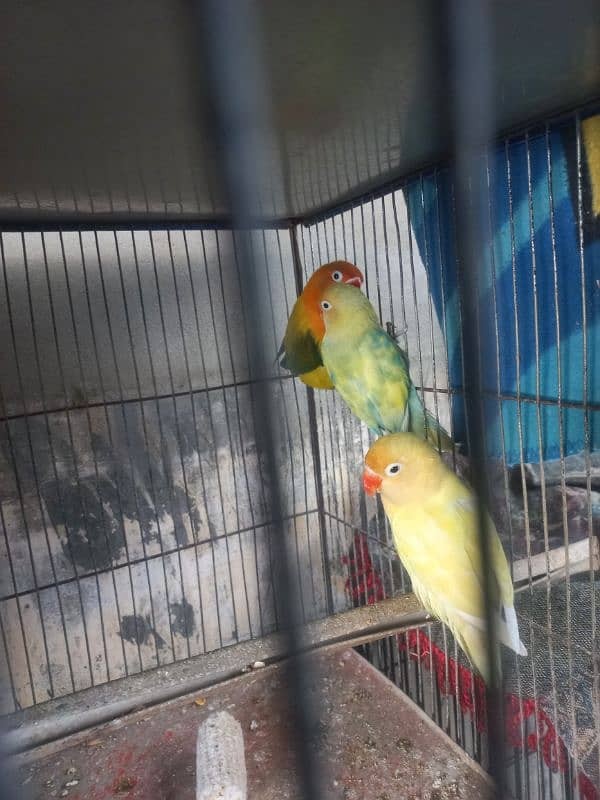 3 Pcs Female Parrots for Sale 3