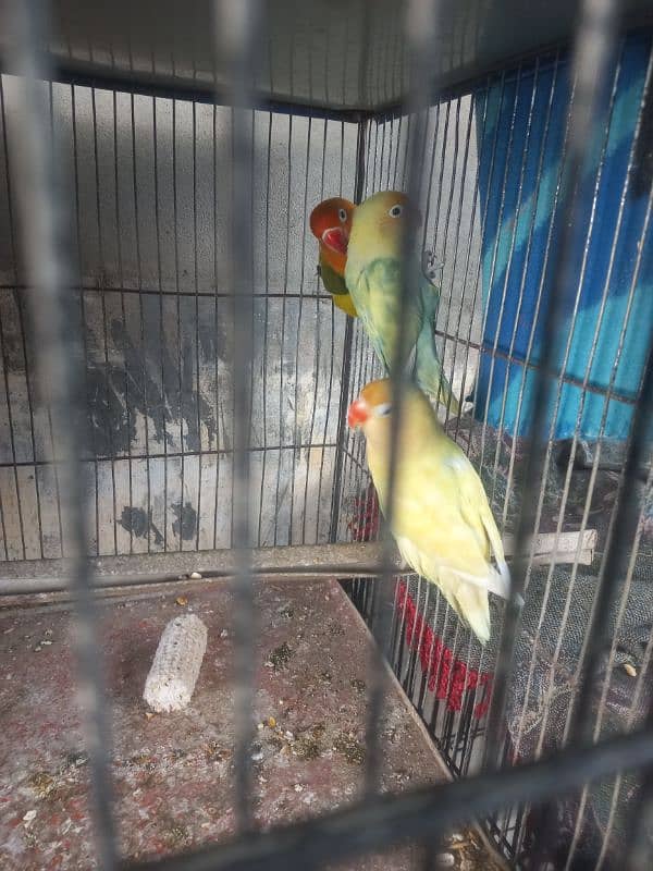 3 Pcs Female Parrots for Sale 4