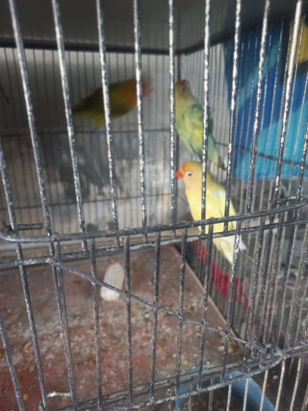 3 Pcs Female Parrots for Sale 5