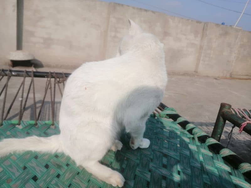 A WHITE PERSIAN CAT FOR FREE ADOPTION. 1