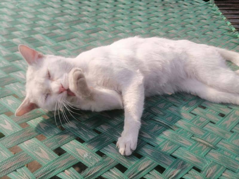 A WHITE PERSIAN CAT FOR FREE ADOPTION. 2