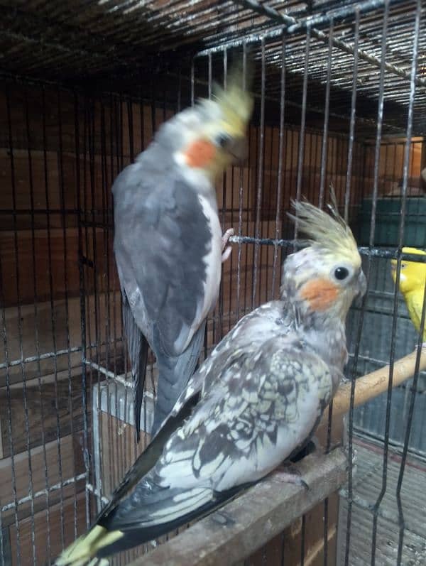 Cocktail Pair For Sale 0