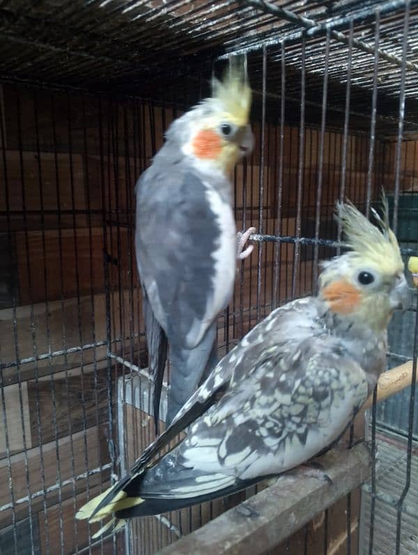 Cocktail Pair For Sale 3