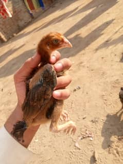 aseel shamo chicks and aseel mian wali cross madi ready for breeding