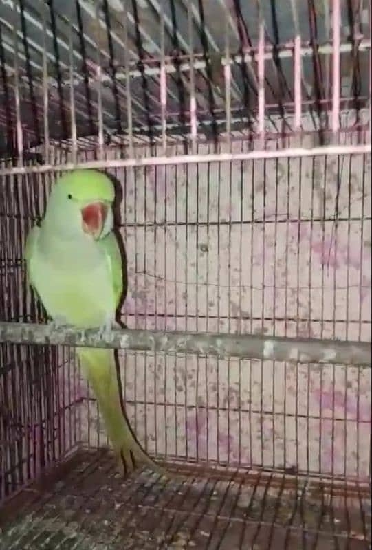 Parrot sale location Lahore 2