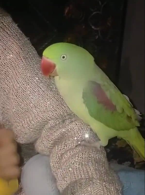 Parrot sale location Lahore 3