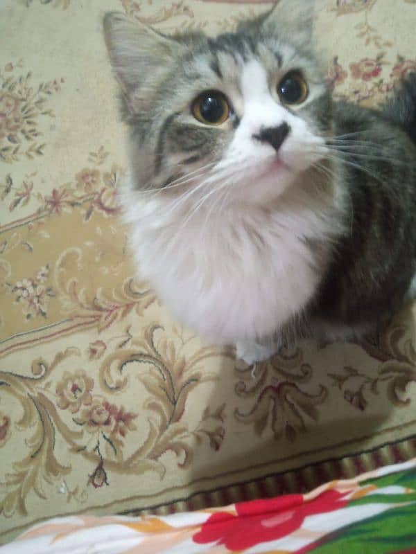 persian cat for sell 1