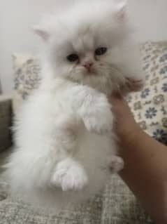 Persian kittens/long coat kittens /kitties/cat baby