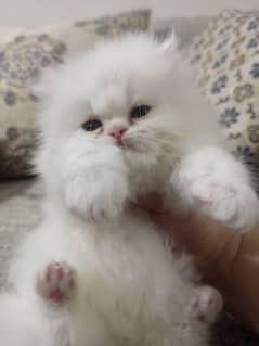 Persian kittens/long coat kittens /kitties/cat baby