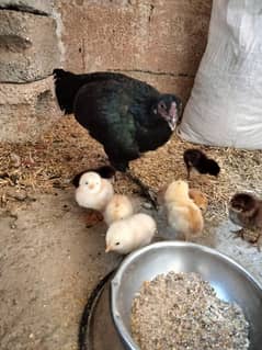 Aseel hen with chicks