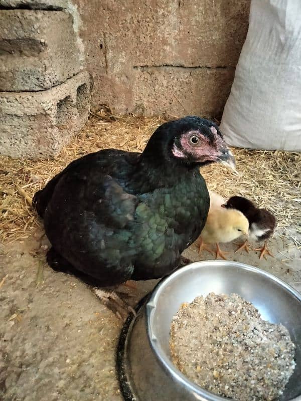 Aseel hen with chicks 3