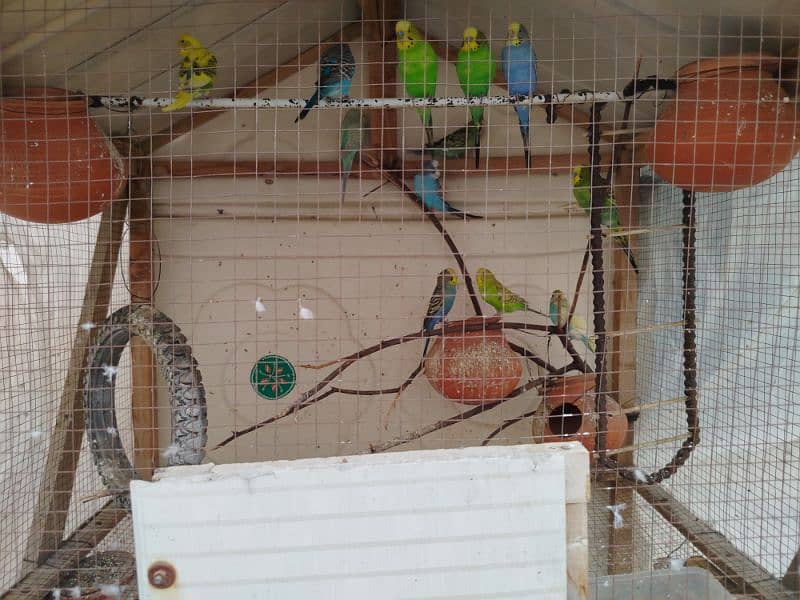 6 Pairs of Australian Parrots and two pairs of finches 4