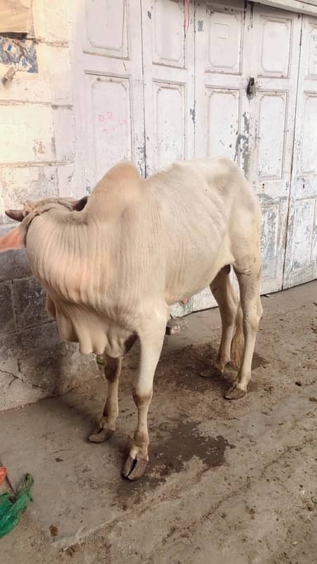 2 dant gulabi Bachra for sale 4