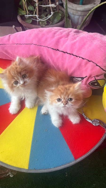 punch bicolor pair and single triple coat persian 11