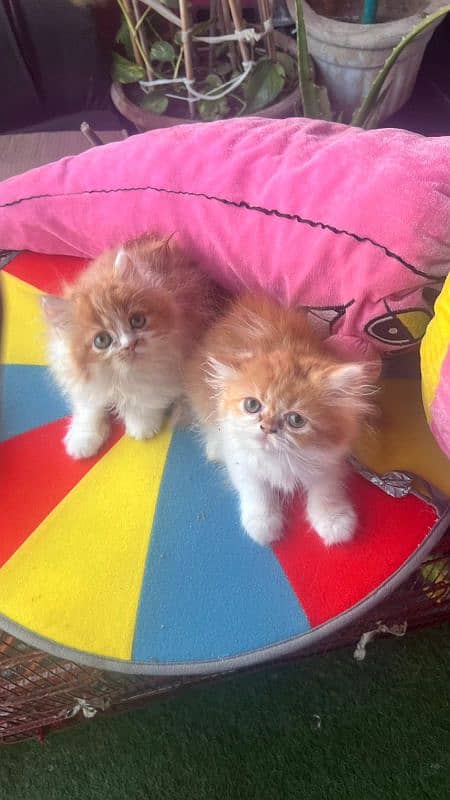 punch bicolor pair and single triple coat persian 17