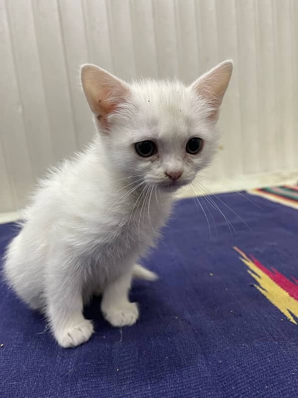 Persian  | Fluffy | Cute face | Blue eye | kitten | Cat 2