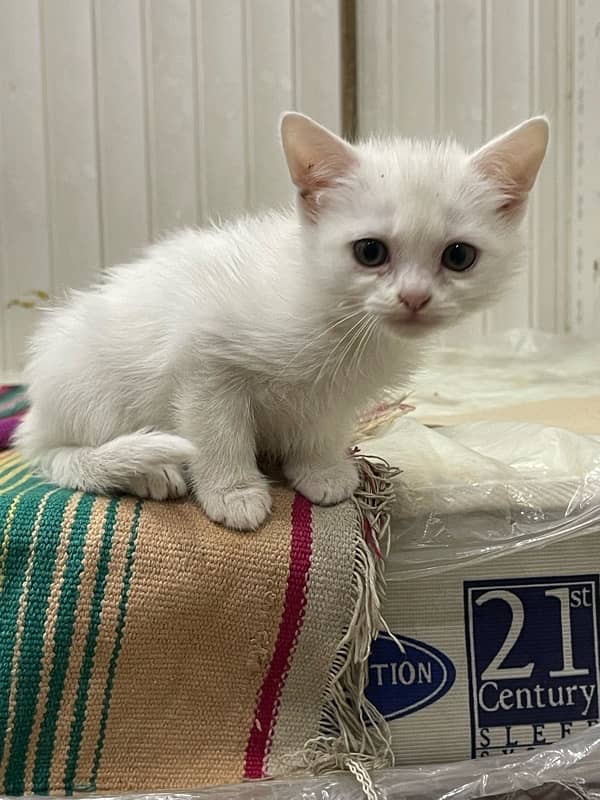 Persian  | Fluffy | Cute face | Blue eye | kitten | Cat 3