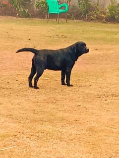 Labrador male for sale