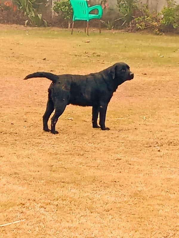 Labrador male for sale 0