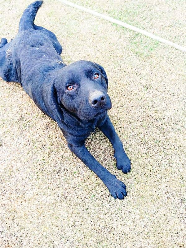 Labrador male for sale 2