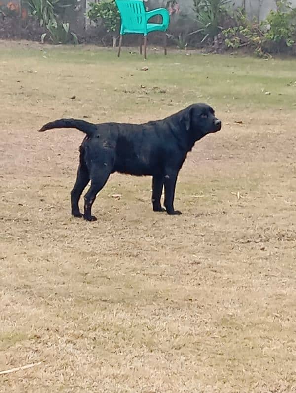 Labrador male for sale 3