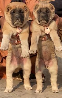 king Kurdish kangal full security dog pair 3 mohtn for sale