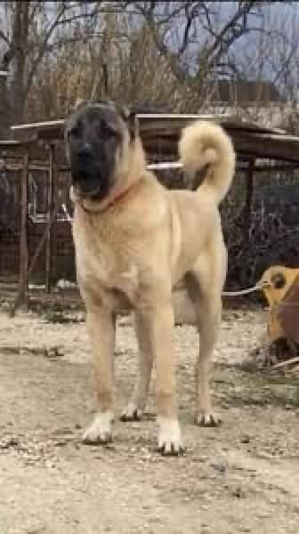 king Kurdish kangal full security dog pair 3 mohtn for sale 1