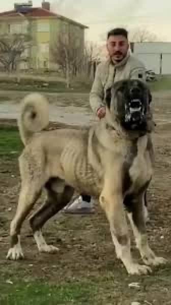 king Kurdish kangal full security dog pair 3 mohtn for sale 3