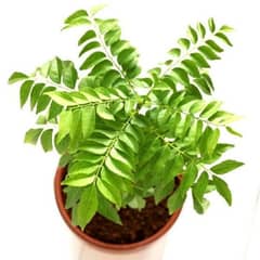 Kari Patta Plant with pot