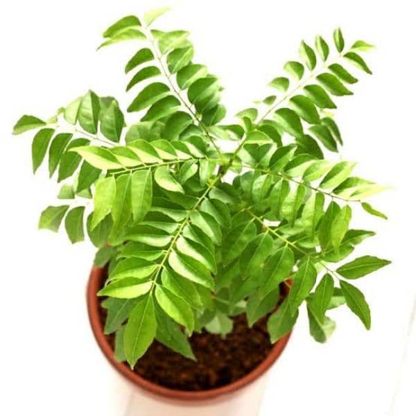 Kari Patta Plant with pot 0