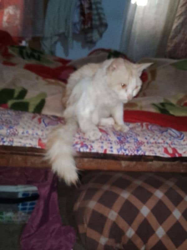 Male cat 8 month Golden Eyes 0