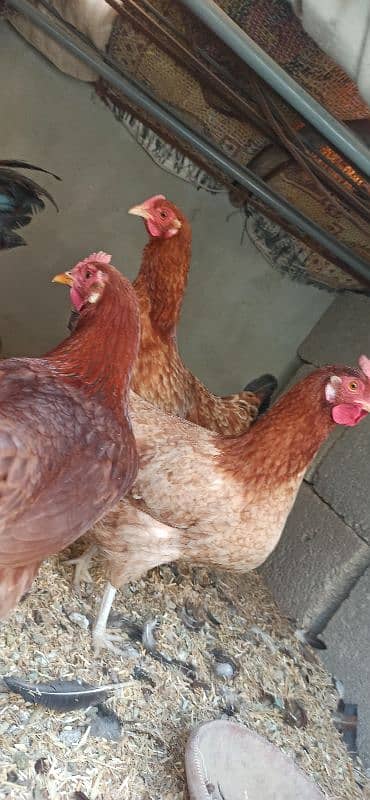 golden Misri Lohman Brown hens Available eggs laying daily 0