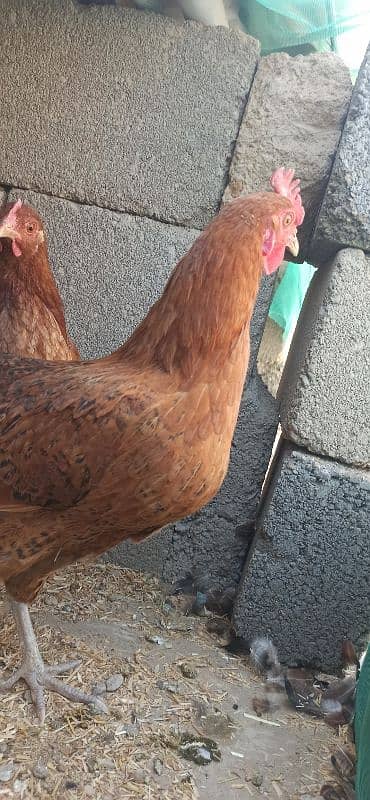 golden Misri Lohman Brown hens Available eggs laying daily 1