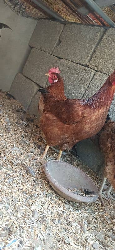 golden Misri Lohman Brown hens Available eggs laying daily 2