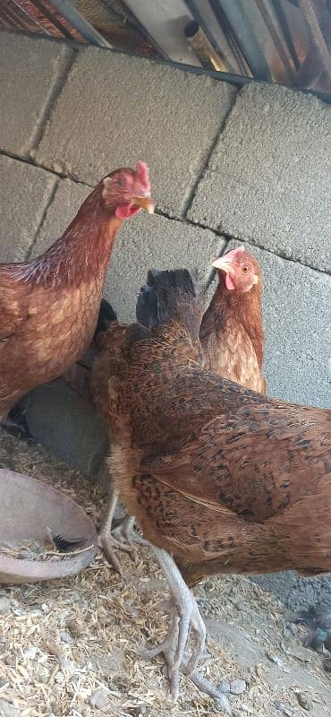 golden Misri Lohman Brown hens Available eggs laying daily 3