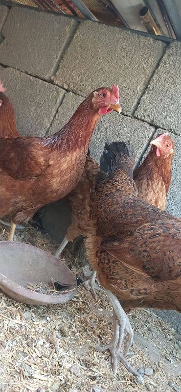 golden Misri Lohman Brown hens Available eggs laying daily 4