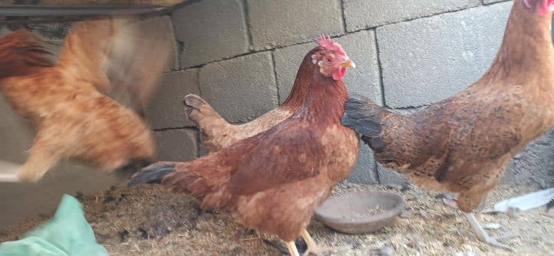 golden Misri Lohman Brown hens Available eggs laying daily 5