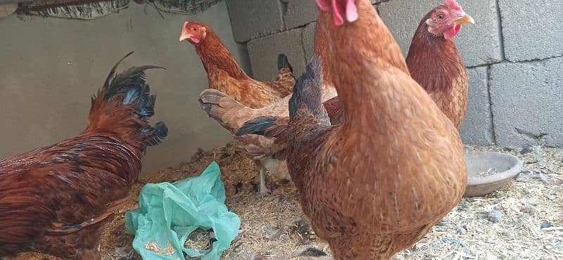 golden Misri Lohman Brown hens Available eggs laying daily 7