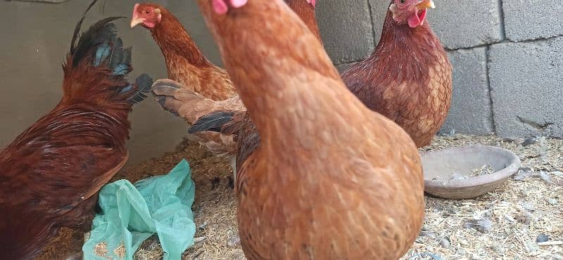 golden Misri Lohman Brown hens Available eggs laying daily 8