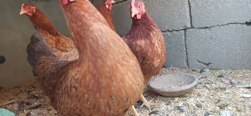 golden Misri Lohman Brown hens Available eggs laying daily 9