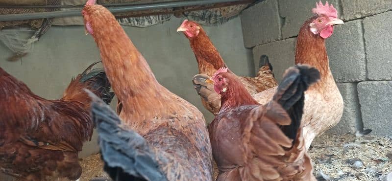 golden Misri Lohman Brown hens Available eggs laying daily 10