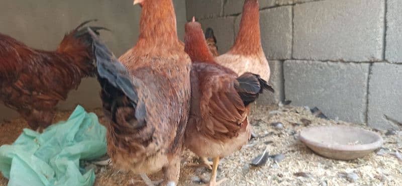 golden Misri Lohman Brown hens Available eggs laying daily 12