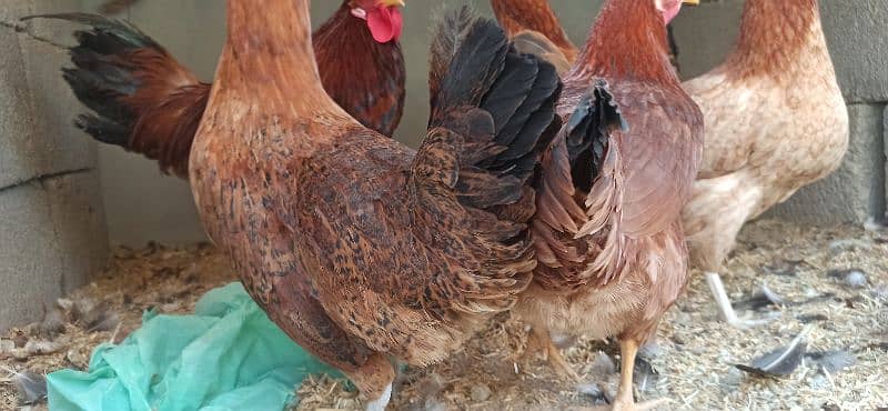 golden Misri Lohman Brown hens Available eggs laying daily 13