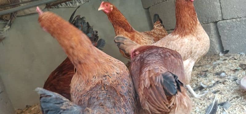 golden Misri Lohman Brown hens Available eggs laying daily 14